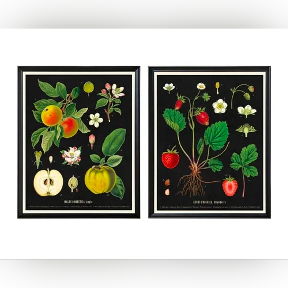 Vintage Style Botanical Posters 2-pack With Black Frames